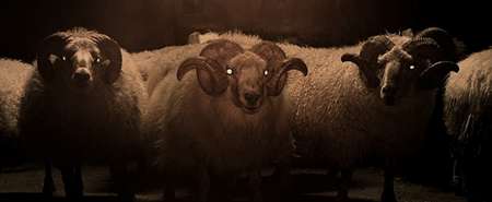 Lamb 2021 3 دانلود فیلم Lamb 2021 بره