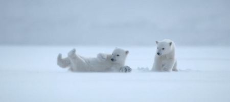 Polar Bear 2022 2 دانلود مستند Polar Bear 2022 خرس قطبی