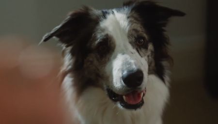 Junkyard Dogs 2 دانلود فیلم Junkyard Dogs 2022 سگ ولگرد